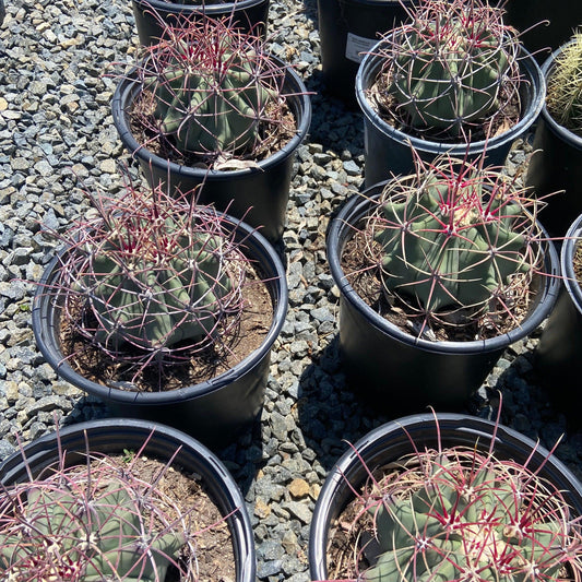 Fire Barrel Cactus - Ferocactus gracilis - Pulled Nursery