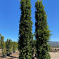 Indian Laurel Columns - Ficus microcarpa nitida - Pulled Nursery