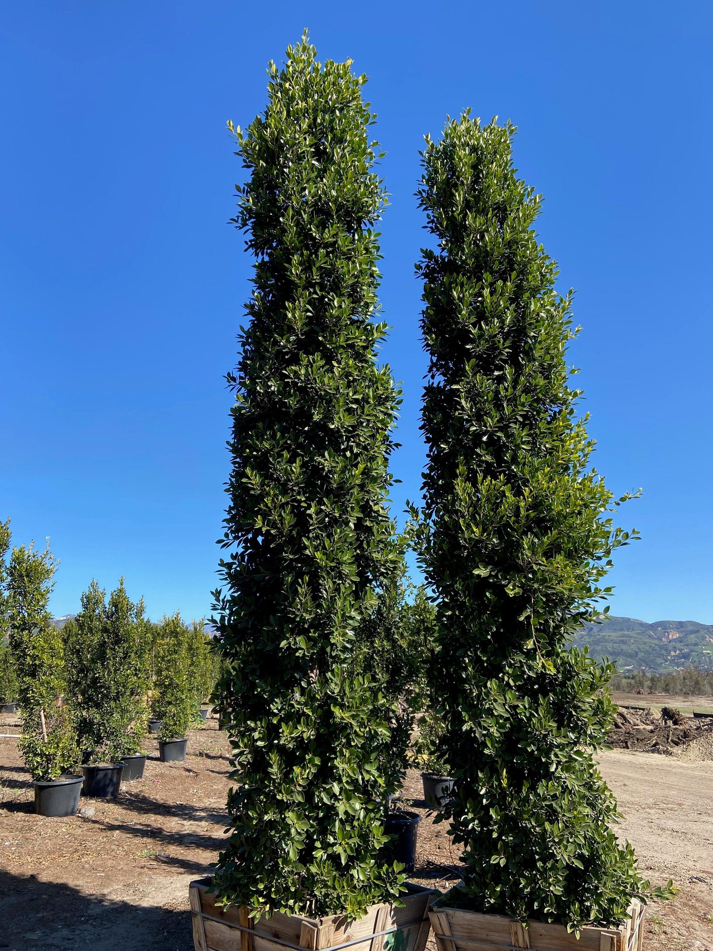 Indian Laurel Columns - Ficus microcarpa nitida