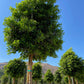Indian Laurel Tree - Ficus microcarpa nitida