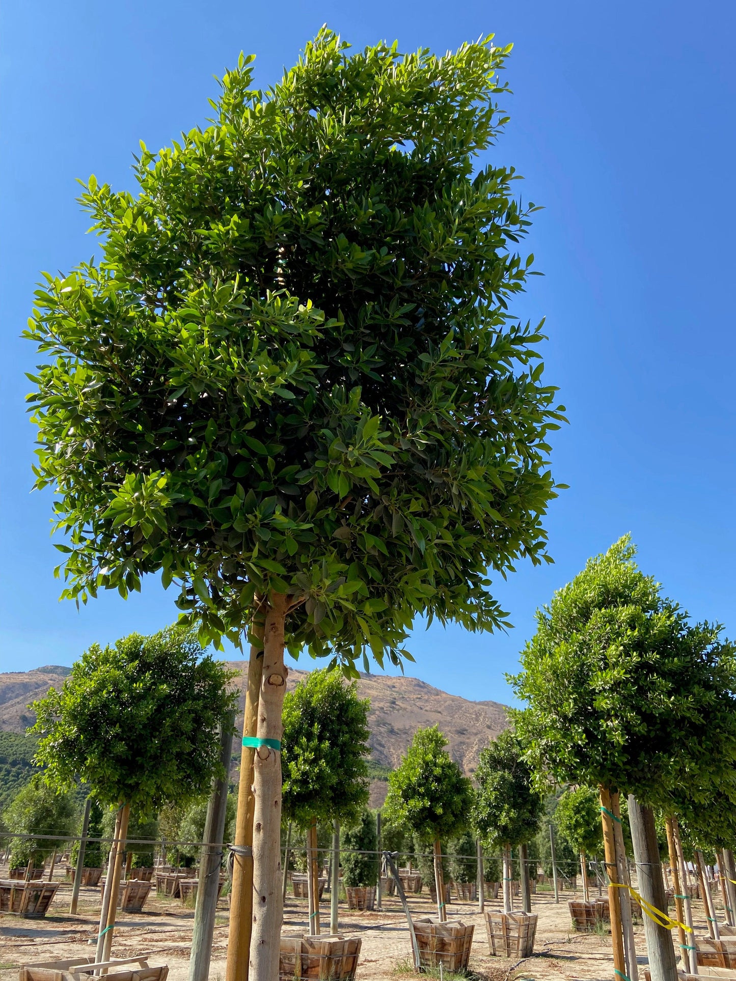 Indian Laurel Tree - Ficus microcarpa nitida