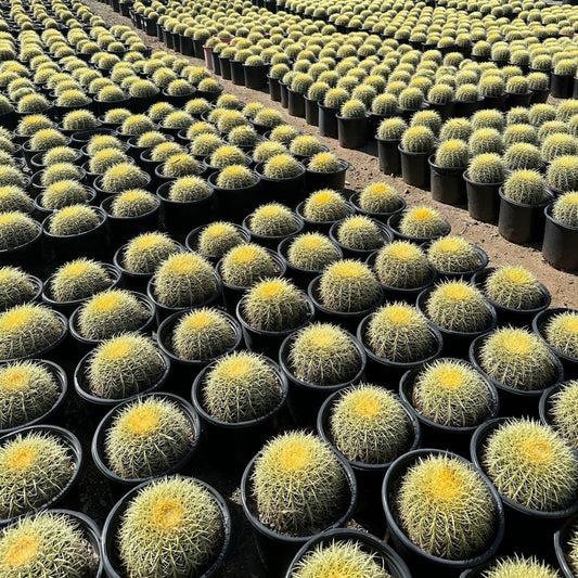 Golden Barrel Cactus - Echinocactus grusonii - Pulled Nursery