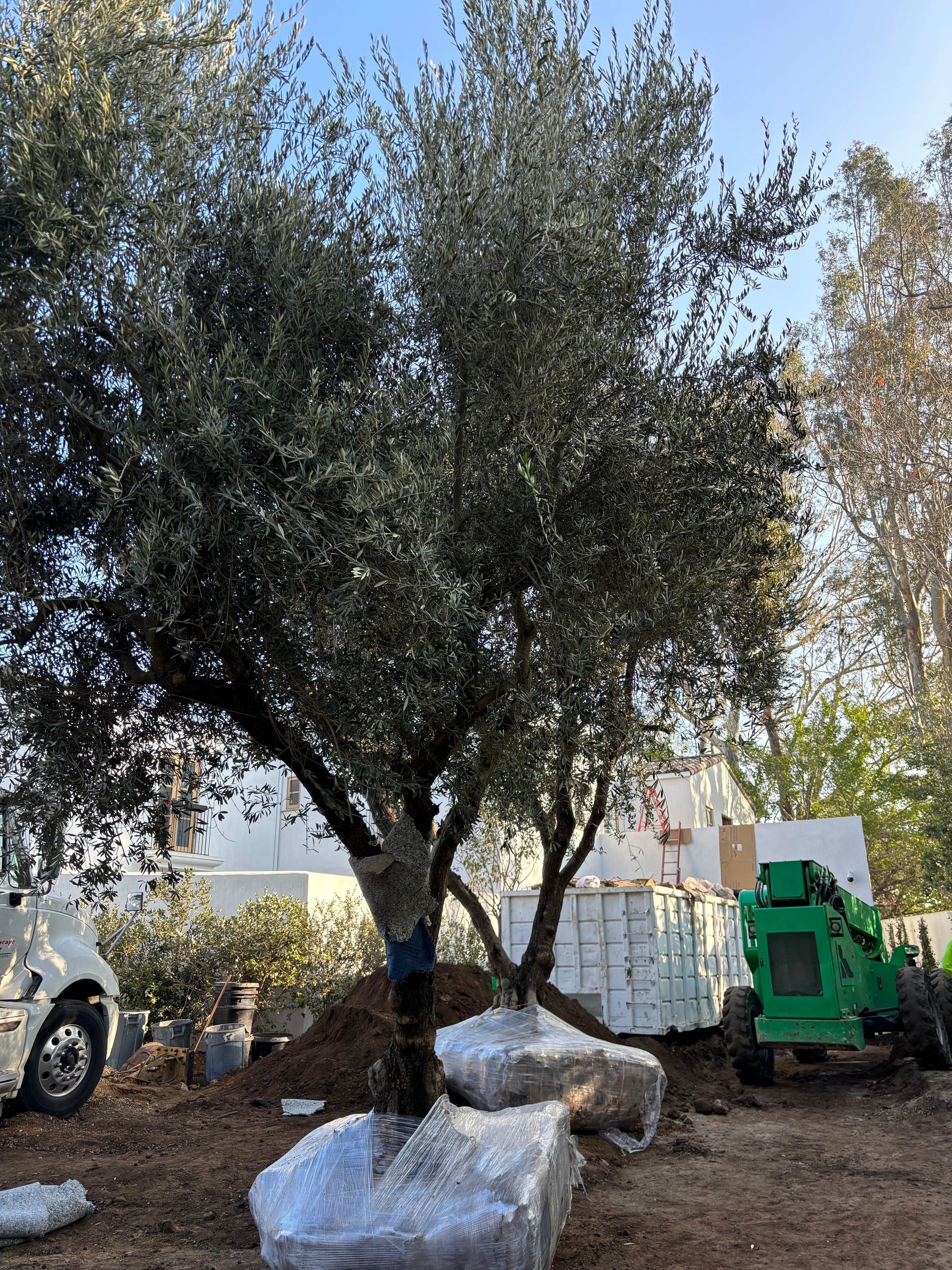 Buy Fruitless Olive Trees  Pulled – Pulled Nursery