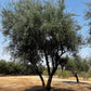 Manzanillo Fruiting Olive Tree (Olea europaea 'Manzanillo') - Pulled Nursery