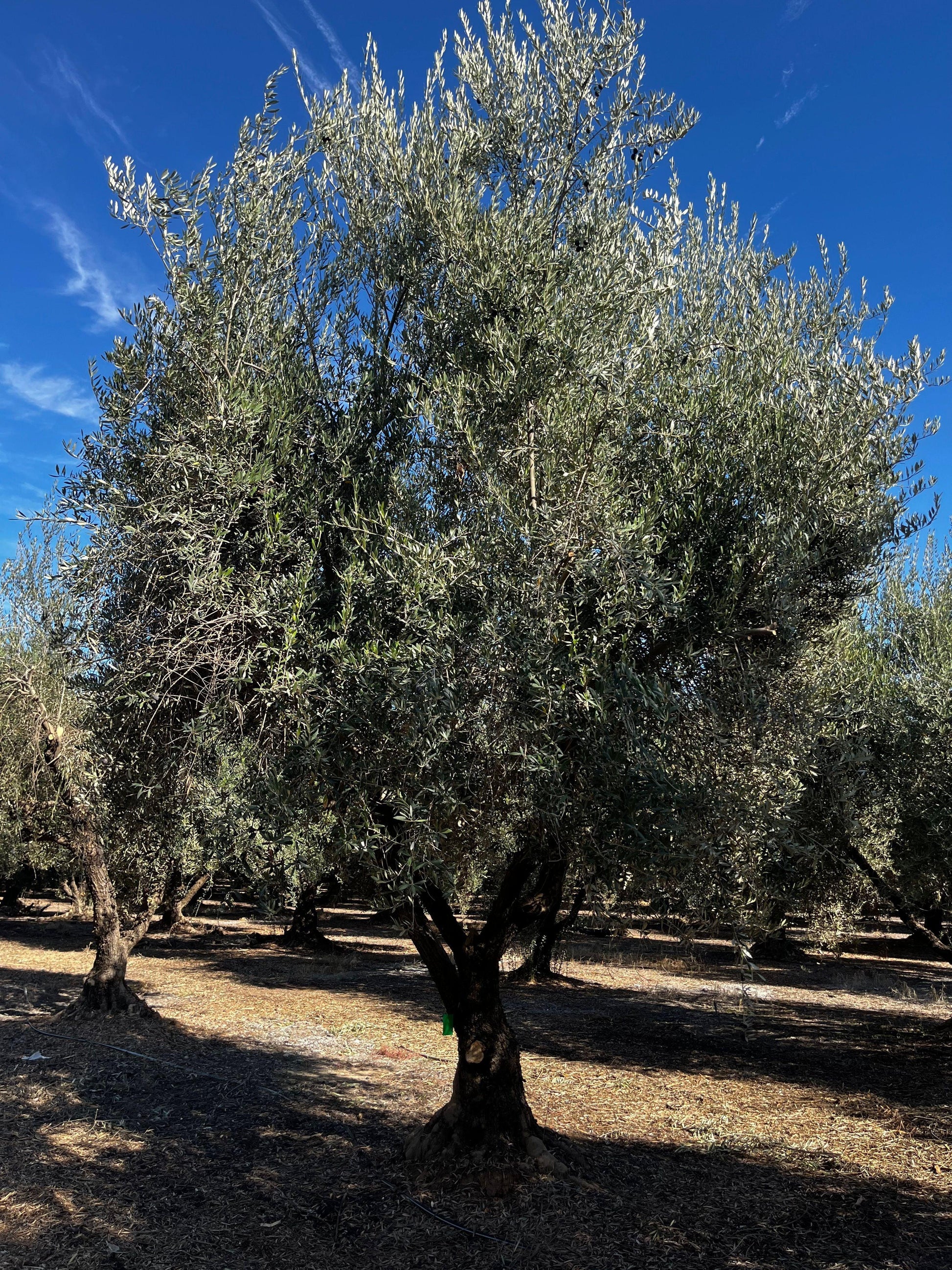 Manzanillo Fruiting Olive Tree (Olea europaea 'Manzanillo') - Pulled Nursery