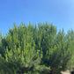 Italian Stone Pine - Pinus Pinea - Pulled Nursery