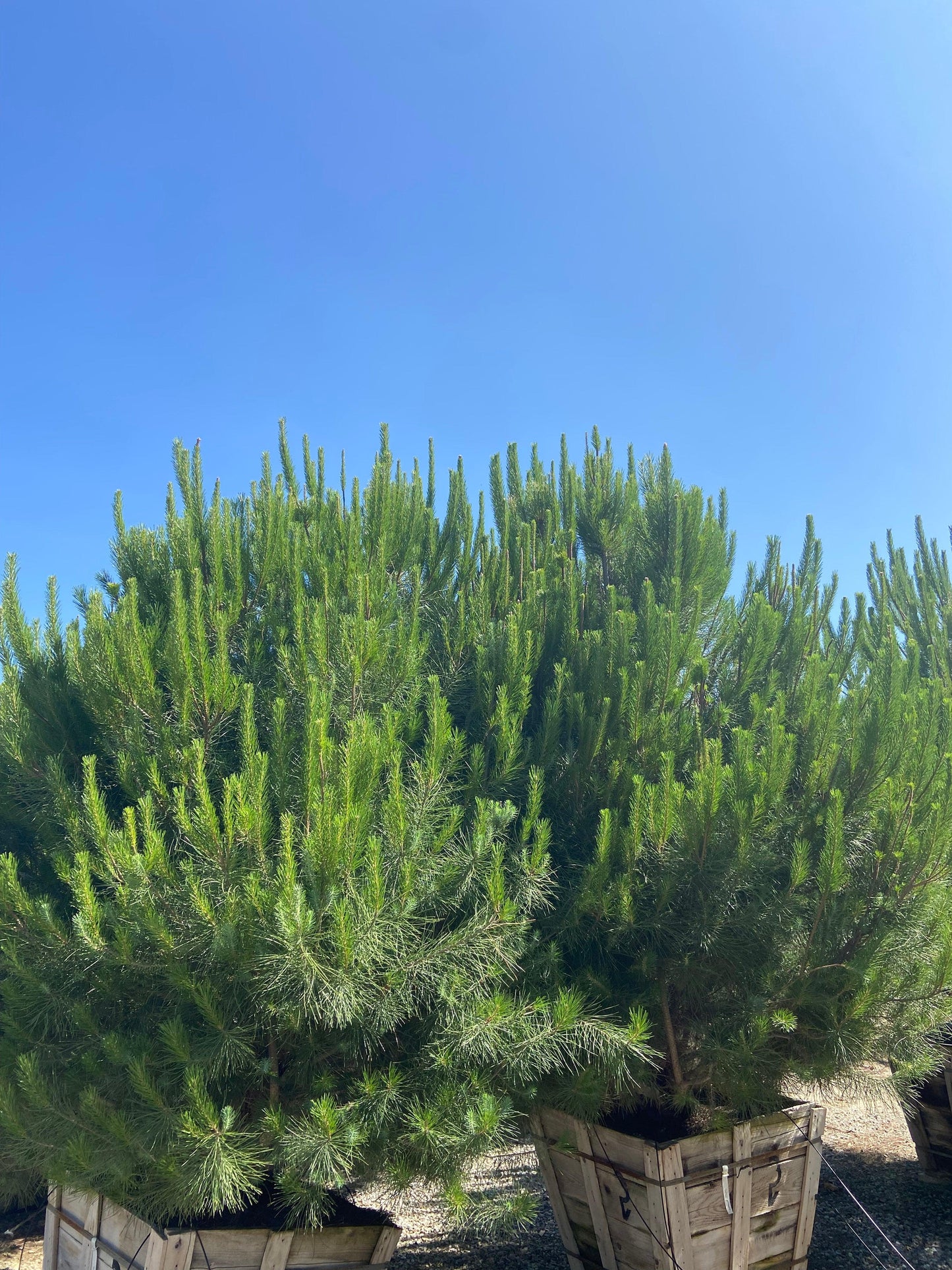 Italian Stone Pine - Pinus Pinea