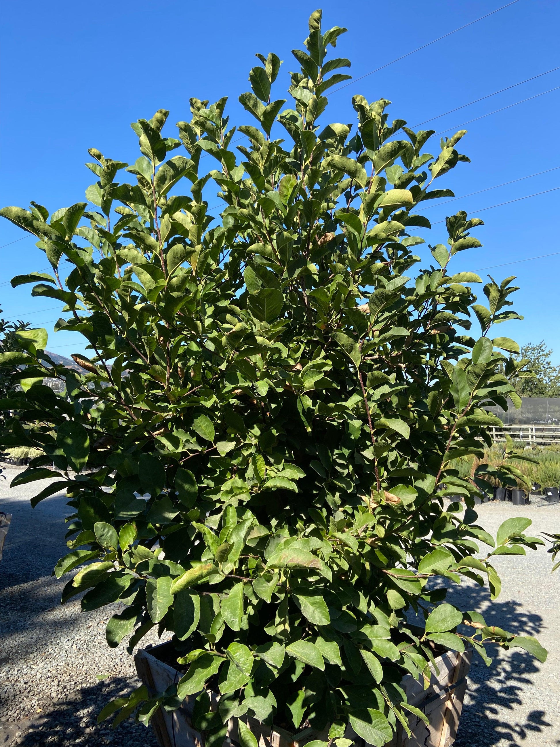 Magnolia - Pulled Nursery