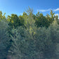 Majestic Beauty Olive - Olea Majestic Beauty - Pulled Nursery