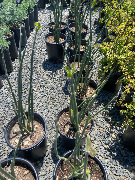 Tall Slipper Plant - Pedilanthus bracteatus