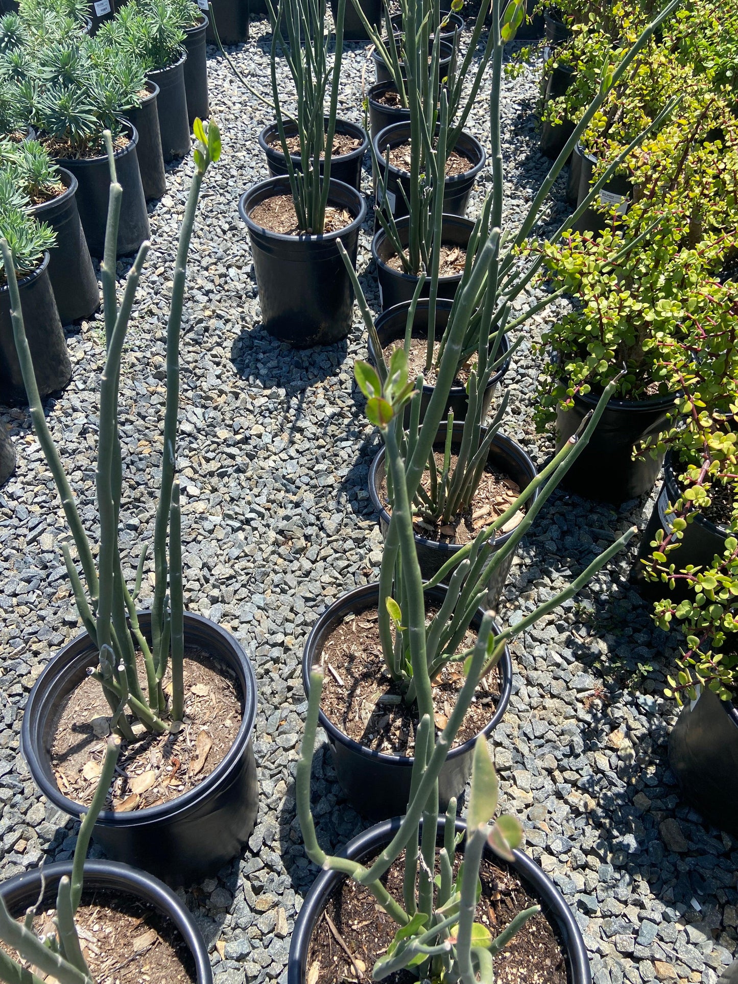 Tall Slipper Plant - Pedilanthus bracteatus - Pulled Nursery