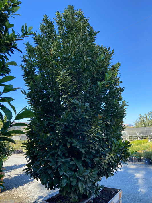English Laurel - Prunus Laurocerasus - Pulled Nursery