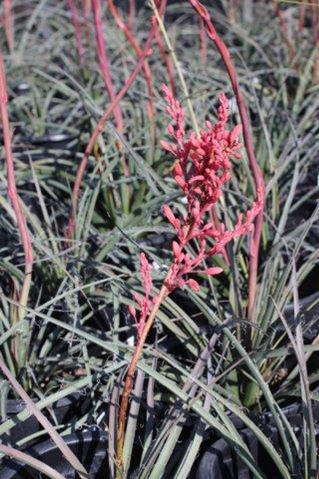 Red Yucca - Hesperaloe parviflora