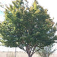 Coral Bark Japanese Maple (Acer Palmatum Sango Kaku) - Pulled Nursery