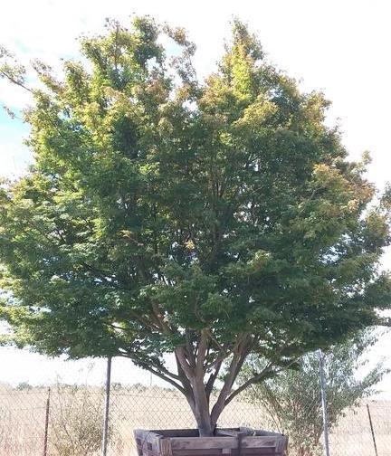 Coral Bark Japanese Maple (Acer Palmatum Sango Kaku)
