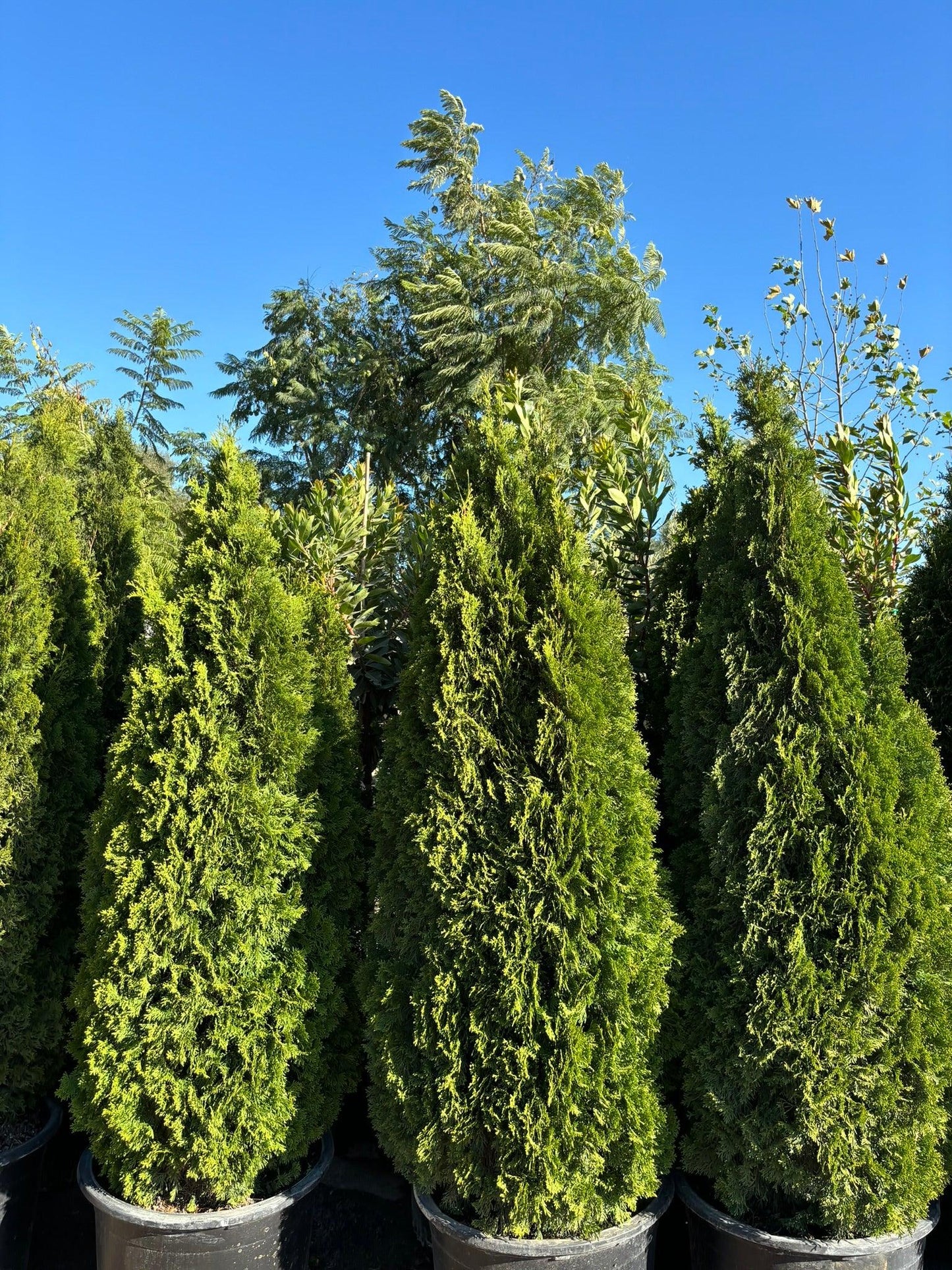 Emerald Green Arborvitae - Thuja Emerald Green - Pulled Nursery