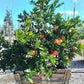 Washington Naval Orange Tree
