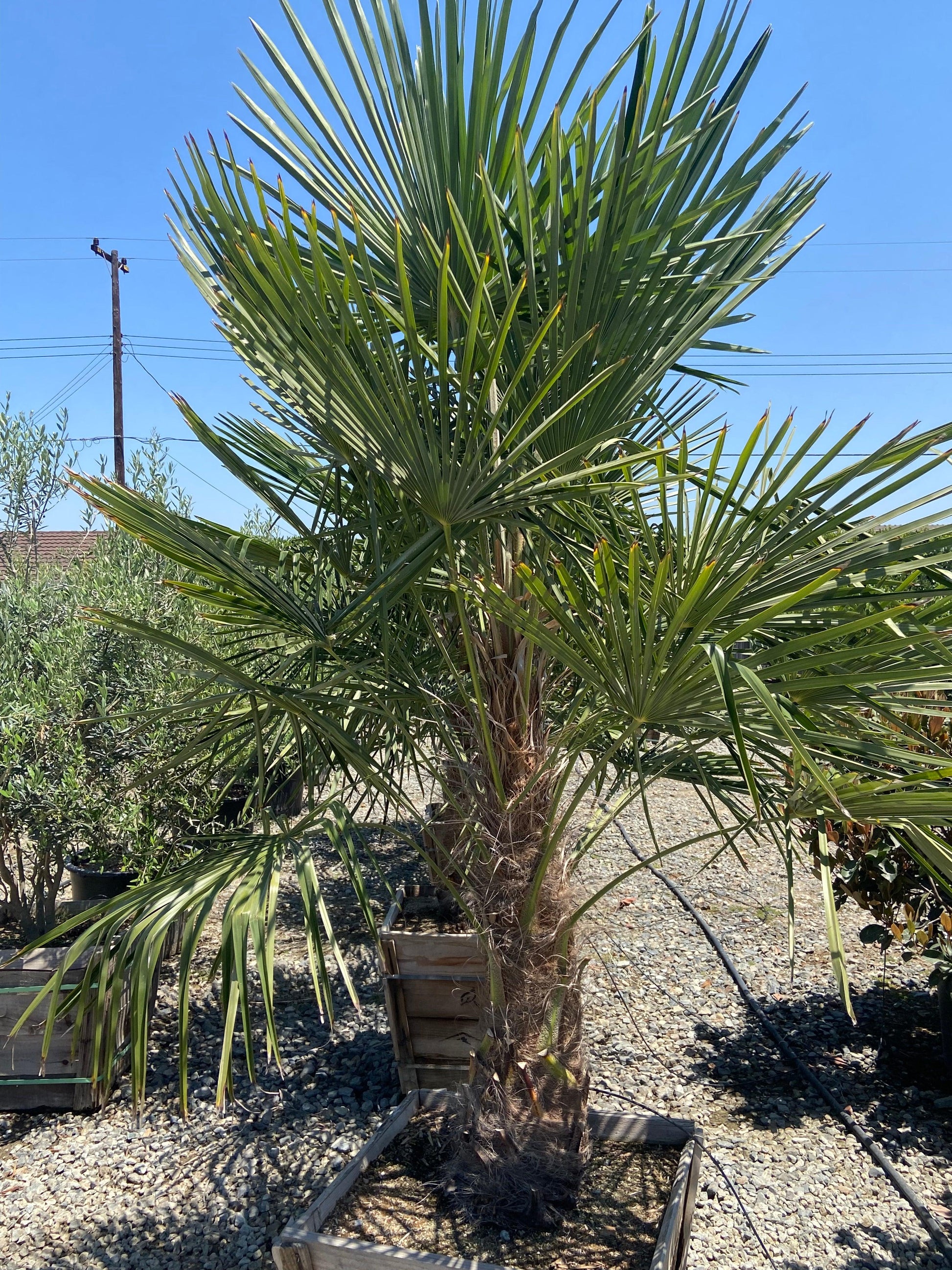 Windmill Palm (Trachycarpus fortunei) - Pulled Nursery