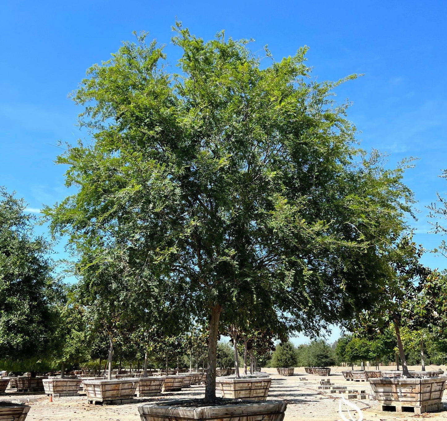 Chinese Elm Tree (Ulmus Parvifolia) - Pulled Nursery