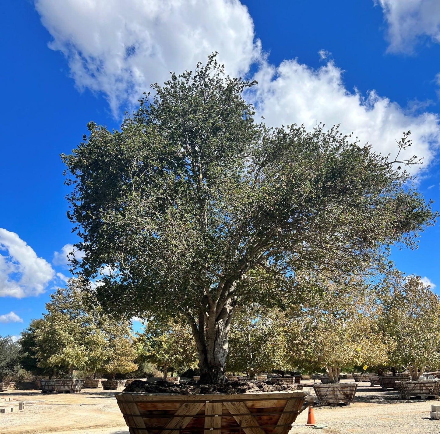 Coast Live Oak (Quercus Agrifolia) - Pulled Nursery