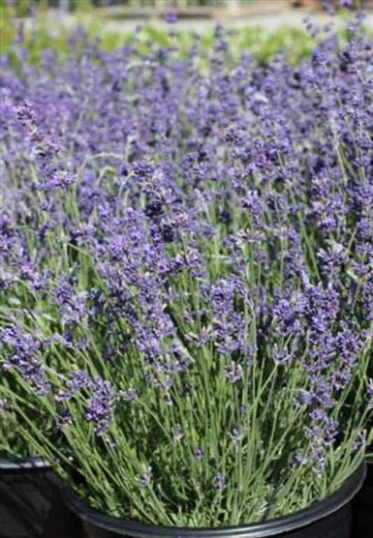 Hidcote Blue Lavender - Lavandula Angustifolia Hidcote Blue