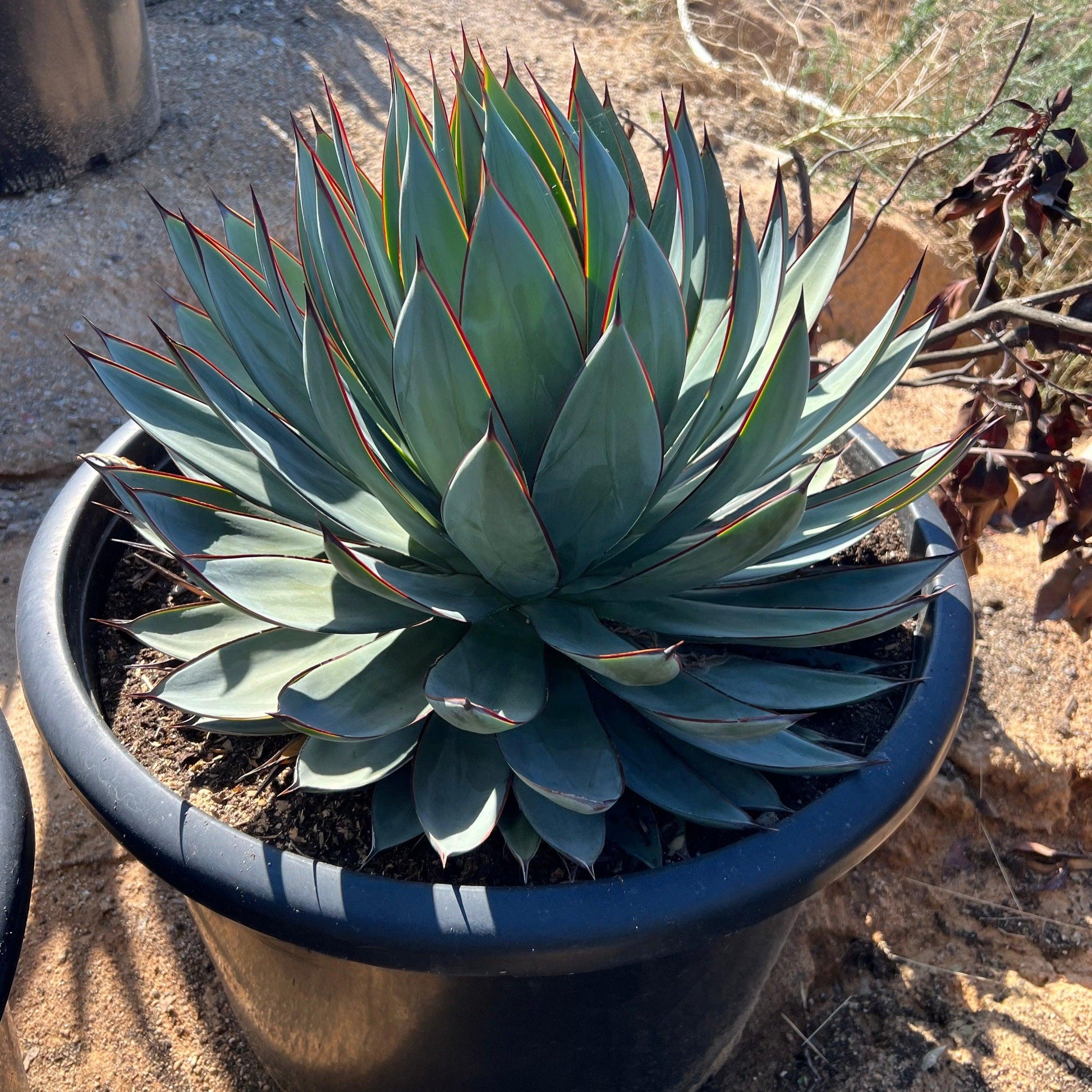 Blue Glow Agave - Agave Blue Glow - Pulled Nursery