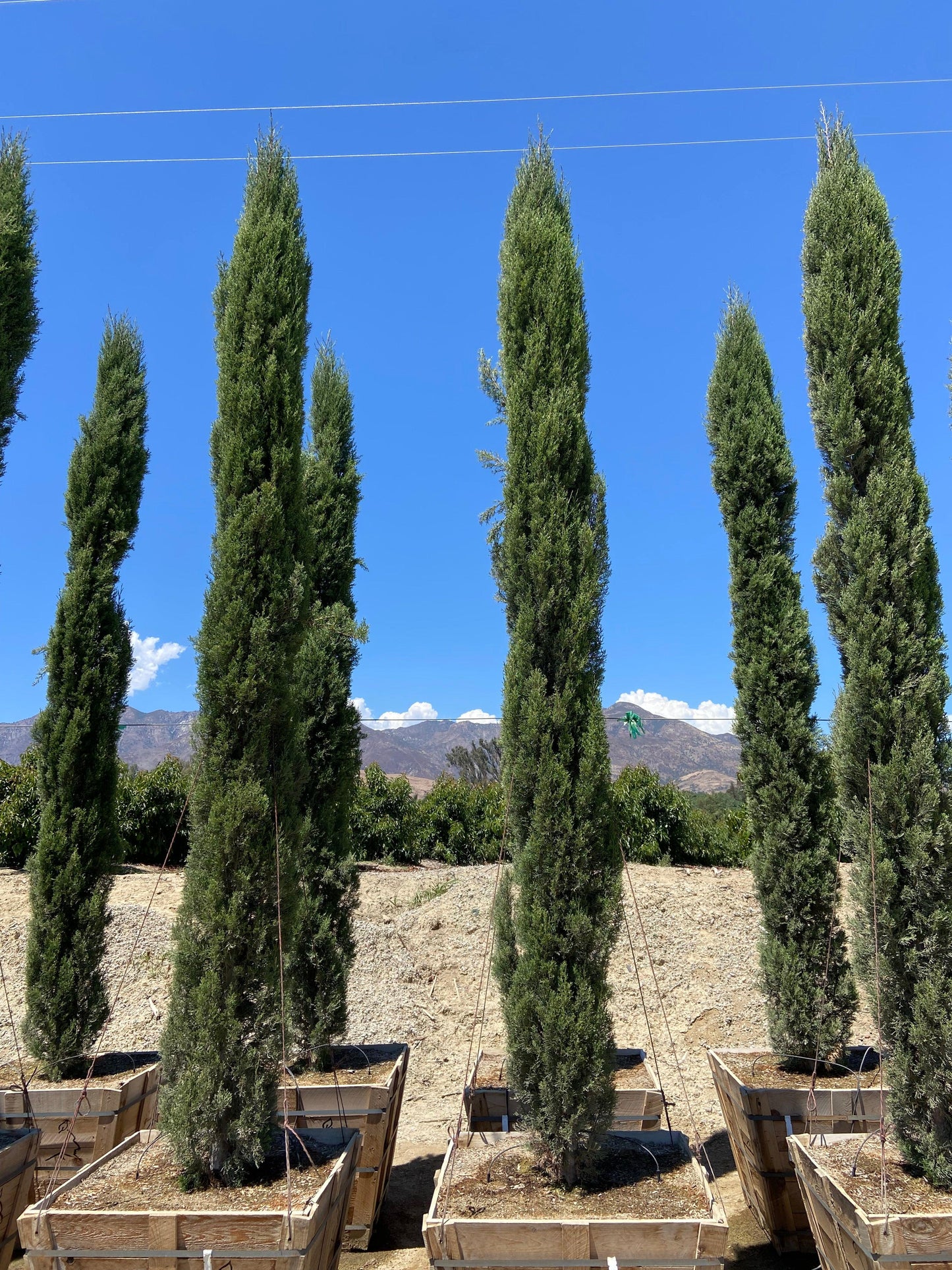 Italian Cypress (Cupressus sempervirens) - Pulled Nursery