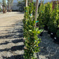 Waxleaf Privet (Ligustrum japonicum ‘Texanum’) - Pulled Nursery
