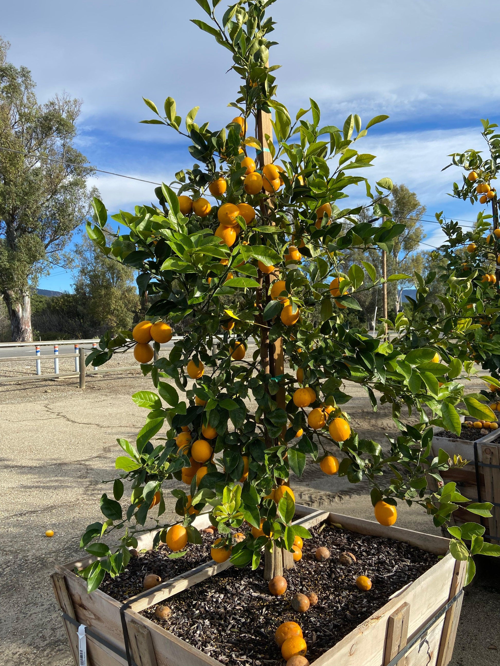 Meyer Lemon Tree - Pulled Nursery