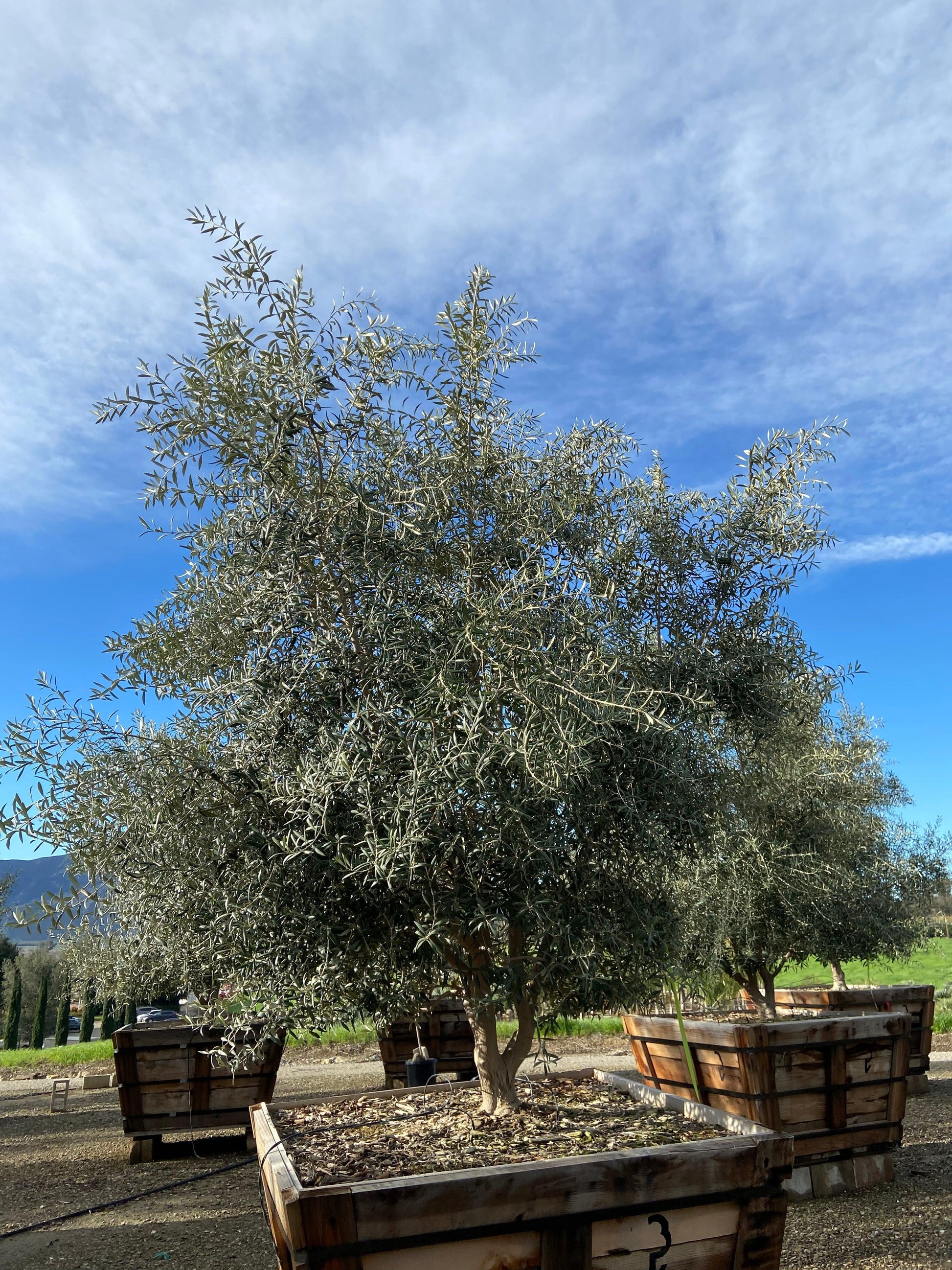 Sevillano Olive Trees - Olive Tree Farm