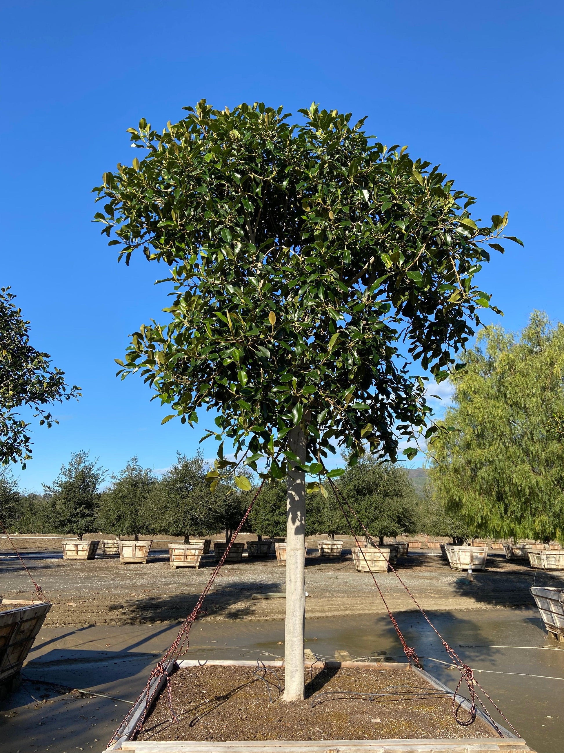 Rusty Fig - Ficus Rubiginosa Australis (Apple Store Trees) - Pulled Nursery