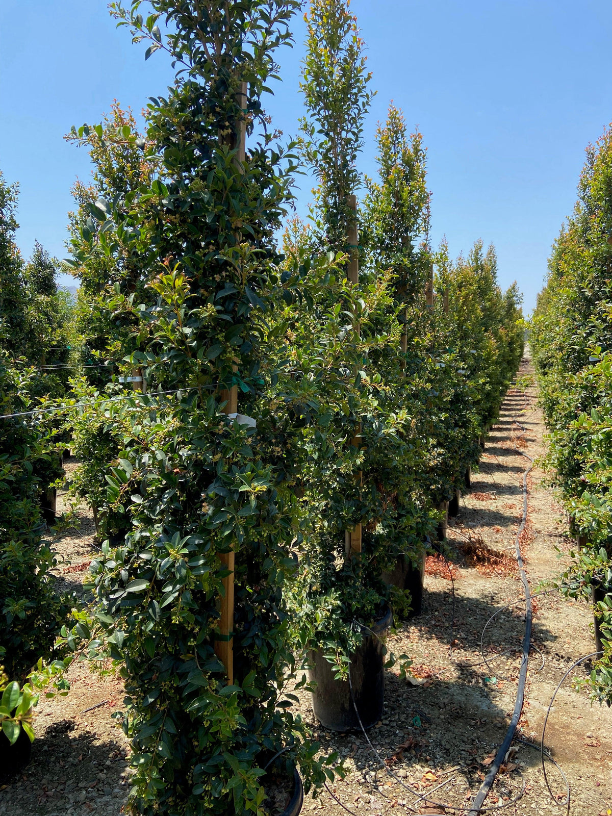 Eugenia Myrtifolia Hedge eugenia-myrtifolia-hedge