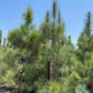 Canary Island Pine (Pinus Canariensis)