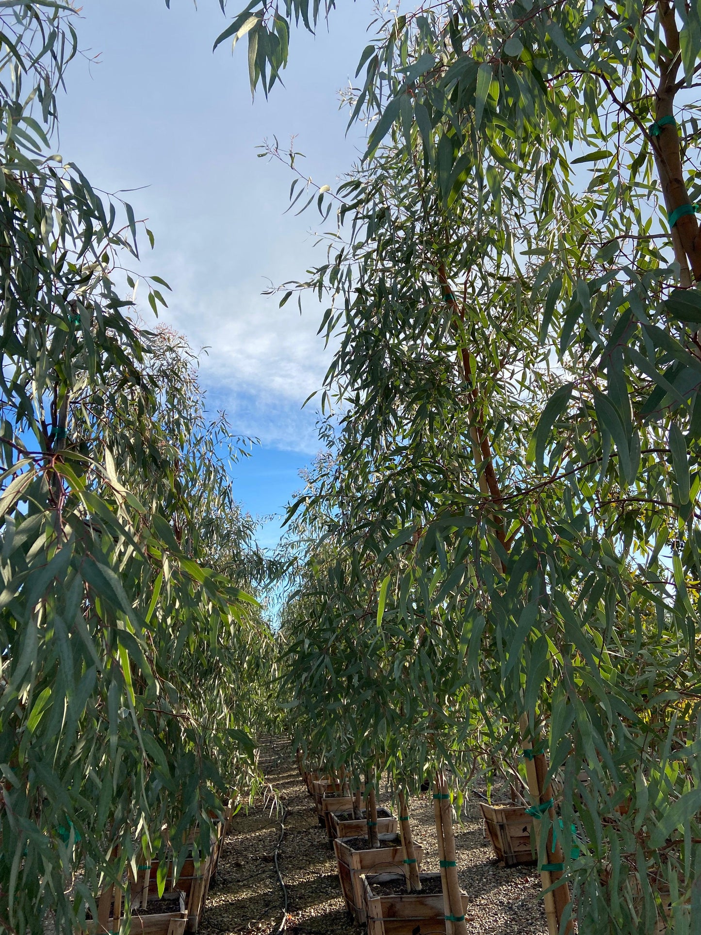 Red Gum - Eucalyptus Camaldulensis