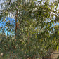 Red Gum - Eucalyptus Camaldulensis - Pulled Nursery