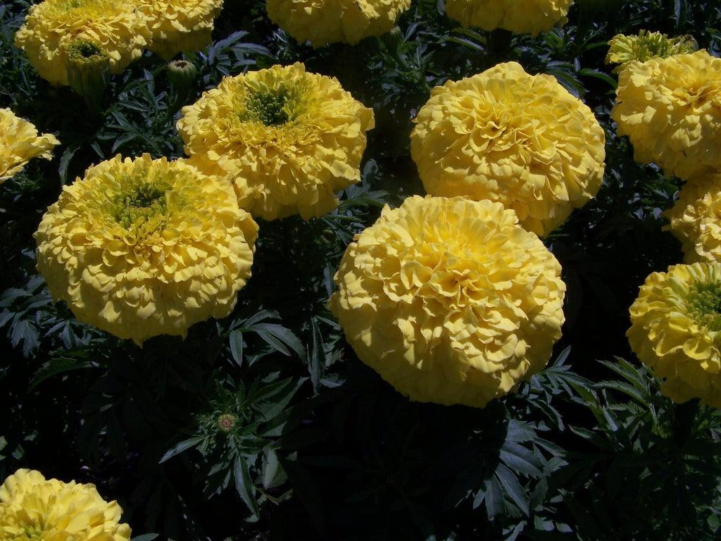 Marigold Annual Flower