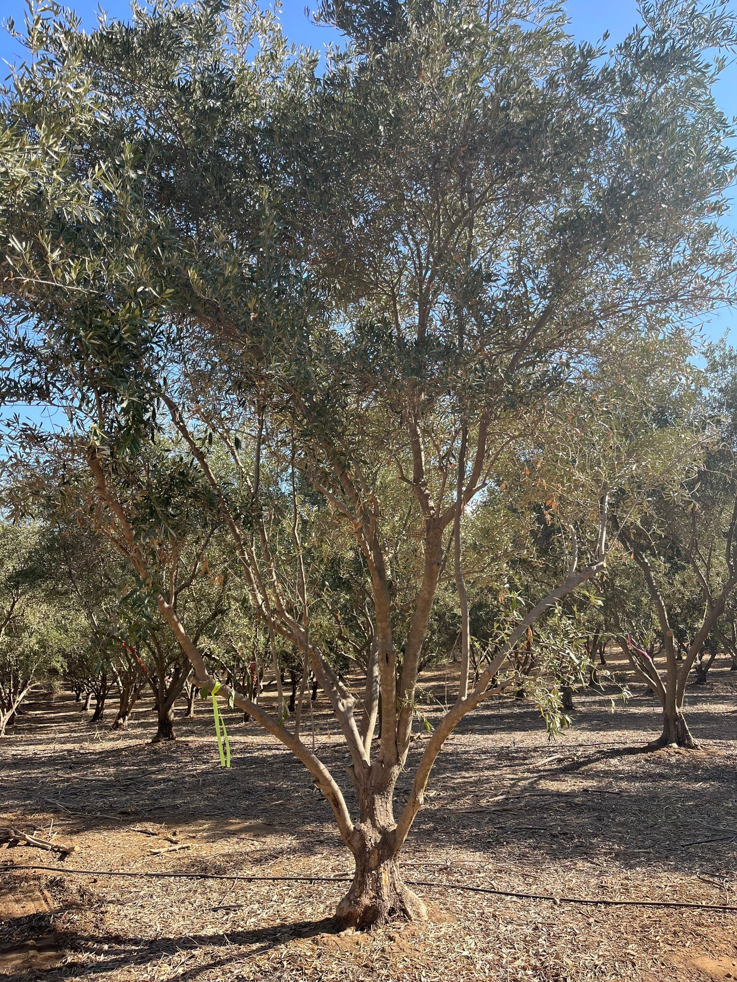 Mission Fruiting Olive Tree - Pulled Nursery