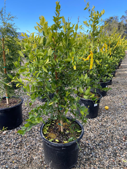 Mexican Lime - Pulled Nursery