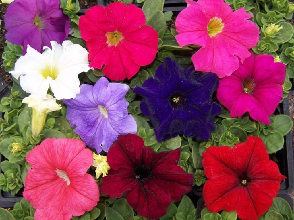 Multi Color Petunia Annual