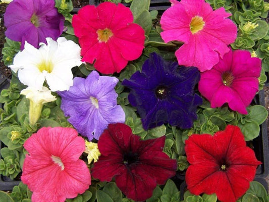 Multi Color Petunia Annual