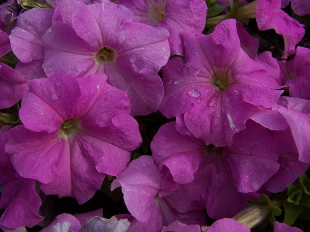 Purple Petunia Annual