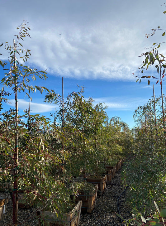 Red Ironbark - Eucalyptus Sideroxylon Rosea