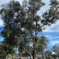 Swan Hill Olives® Fruitless Olive Tree - Olea Europaea 'Swan Hill' - Pulled Nursery