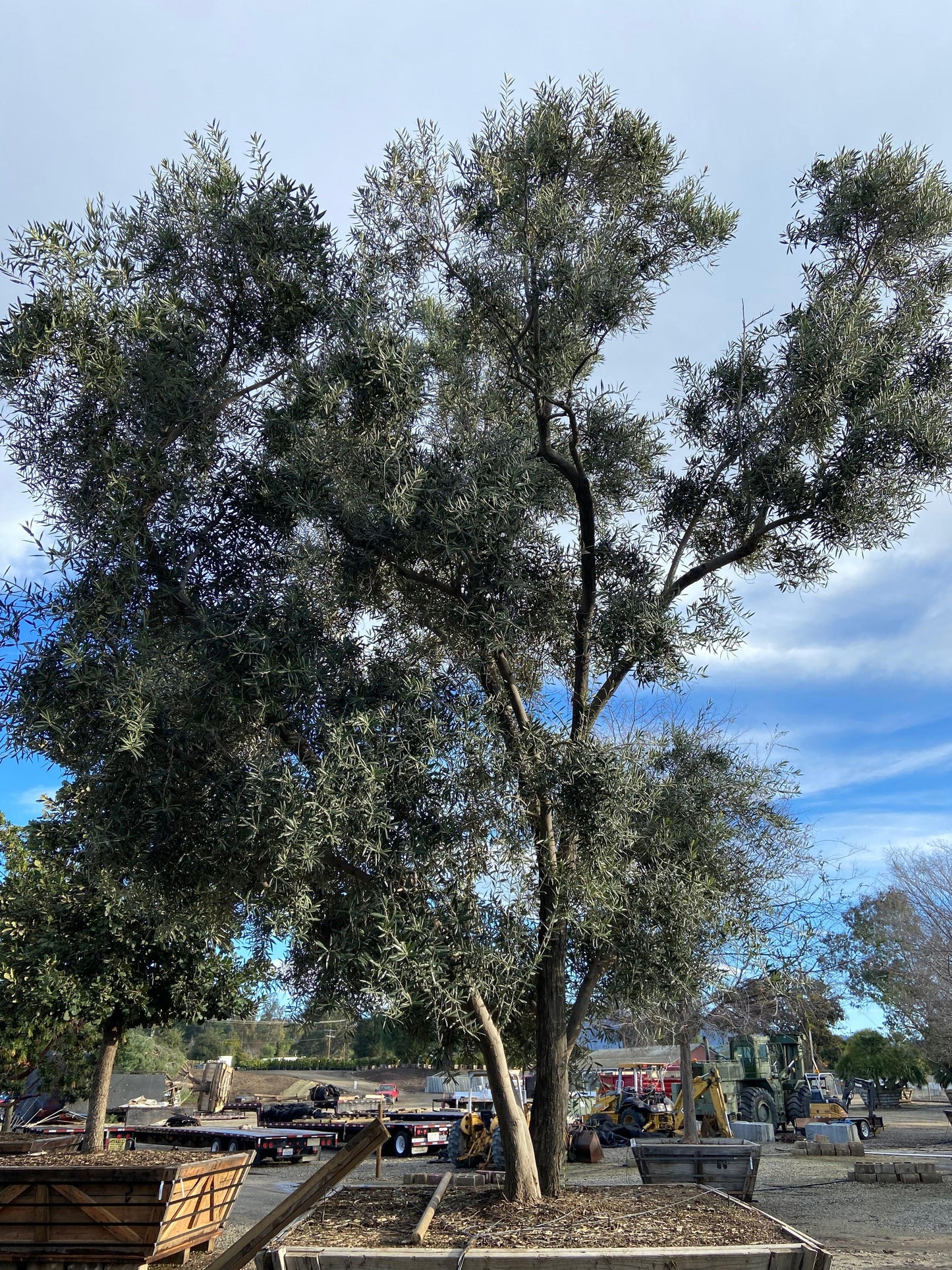 Swan Hill Olives® Fruitless Olive Tree - Olea Europaea 'Swan Hill'