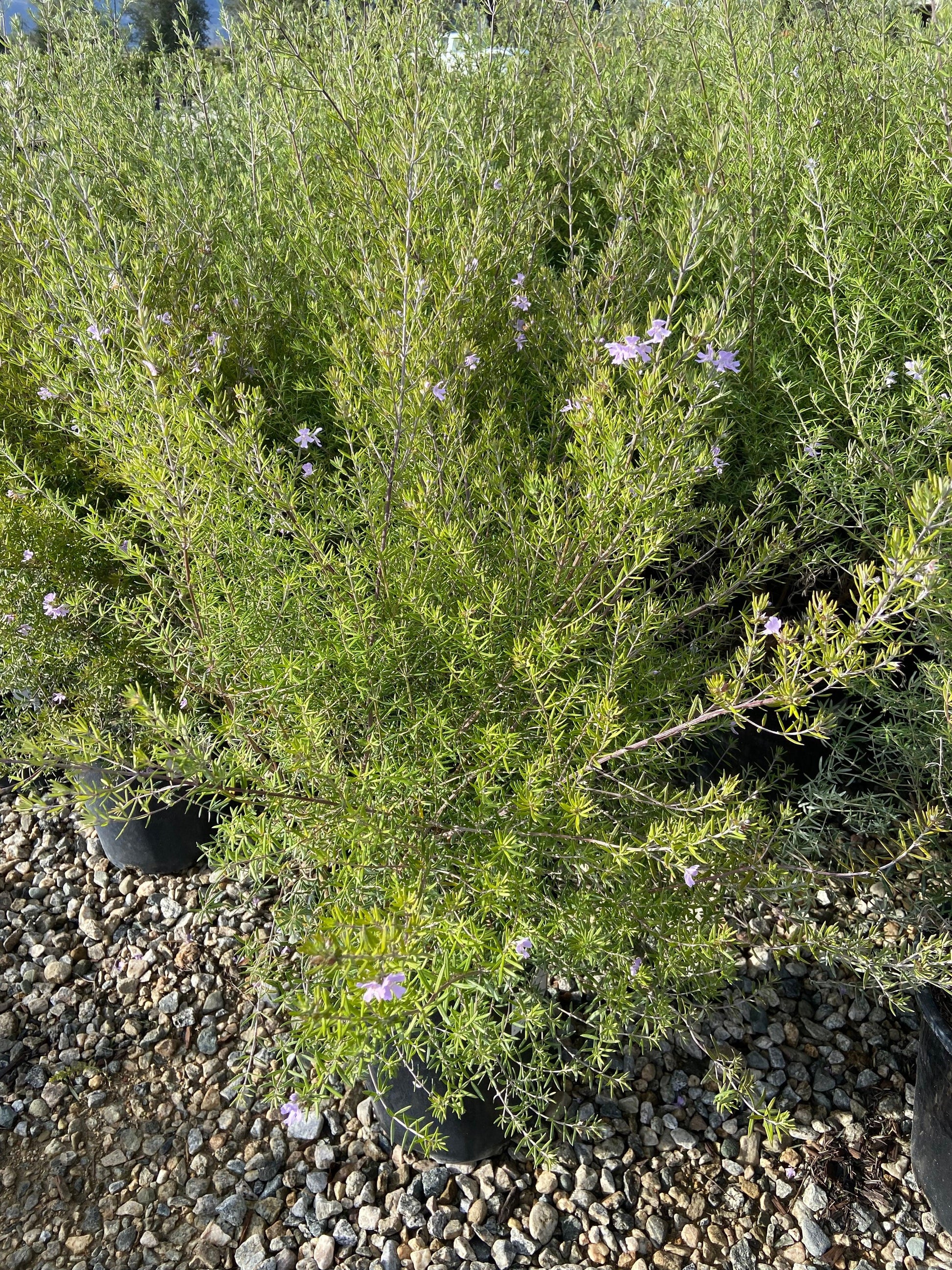 Coast Rosemary - Westringia Fruticosa - Pulled Nursery