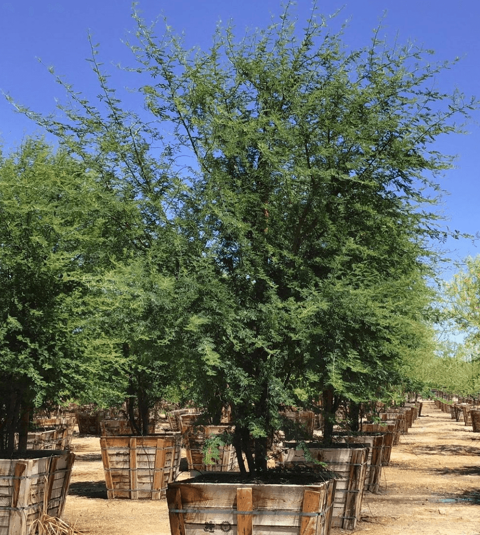Sweet Acacia - Acacia smallii - Pulled Nursery