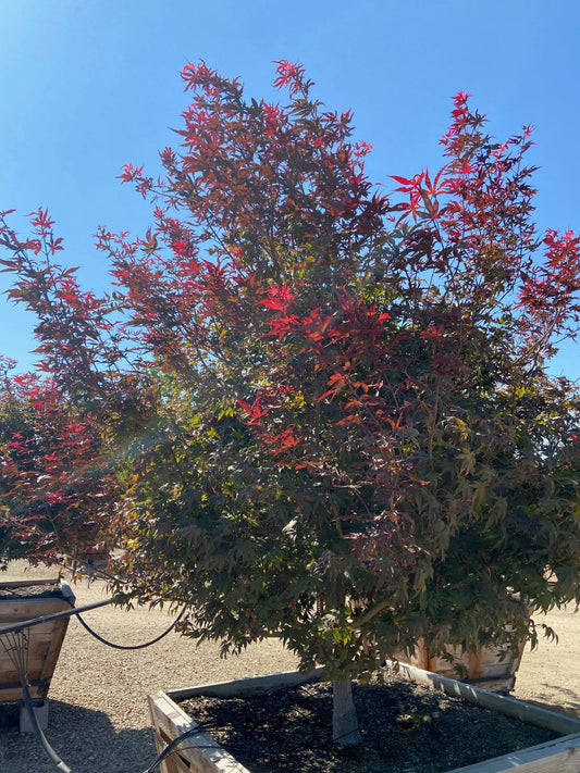 Bloodgood Japanese Maple (Acer Palmatum Bloodgood) - Pulled Nursery