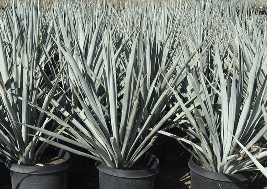 Blue Star Agave - Agave Tequiliana - Pulled Nursery