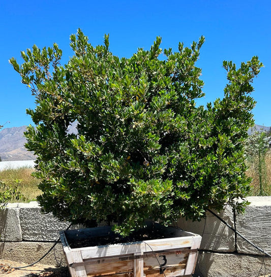 Dwarf Strawberry Tree Arbutus Unedo 'Compacta' - Pulled Nursery