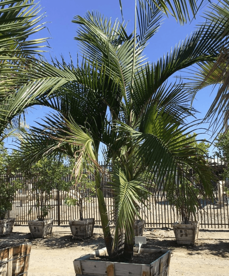 King Palm (Archontophoenix cunninghamiana) - Pulled Nursery